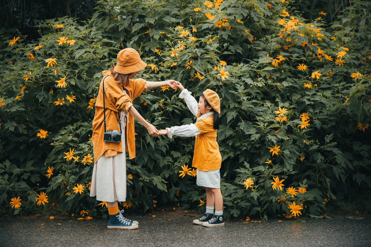 Wild sunflowers blooming in Ba Vi near Hanoi in November